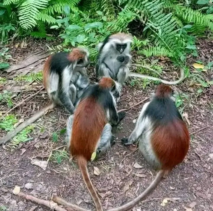 Zanzibar Excursion Stone Town Slave Market